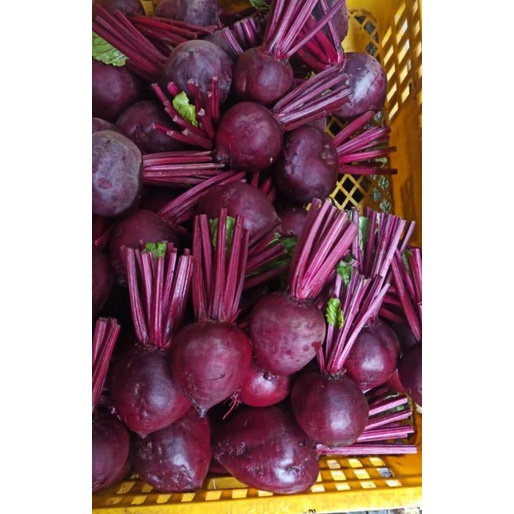 

buah bit rot segar 2kg