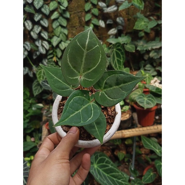 anthurium desleri kancing merah