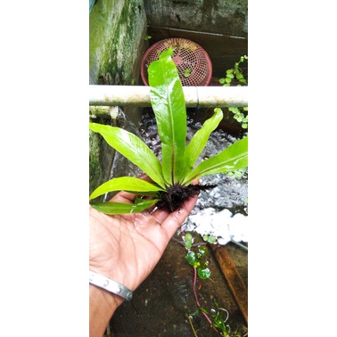 kadaka mini darat/tempel hiasan paludarium