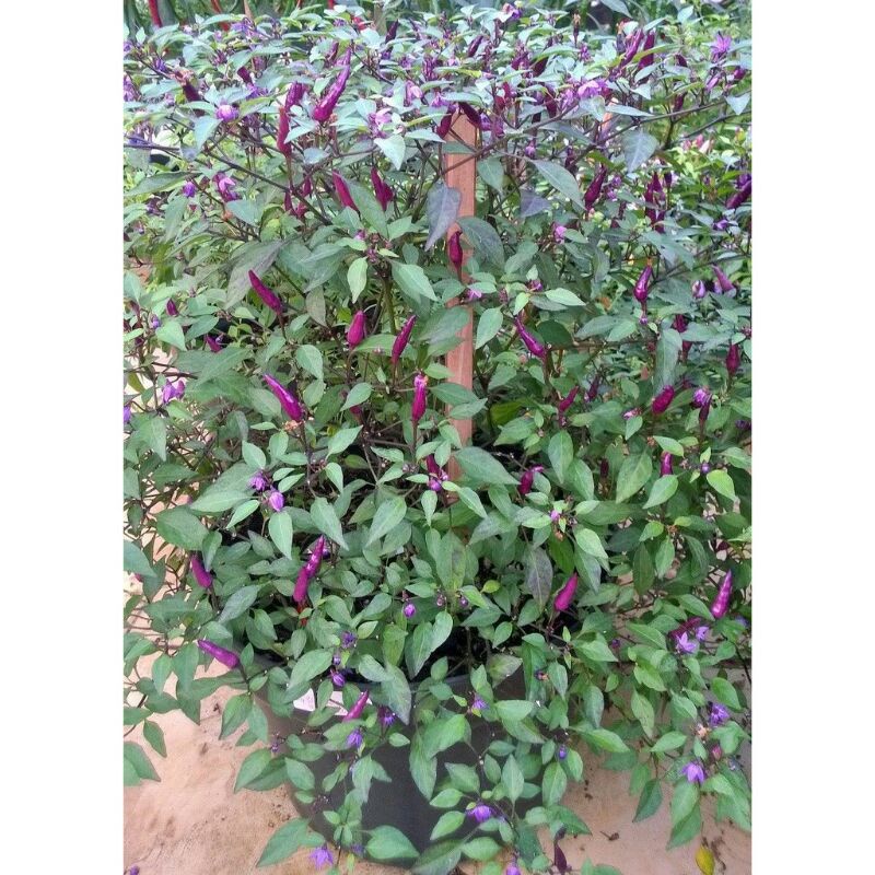 benih bibit cabe hias lembayung