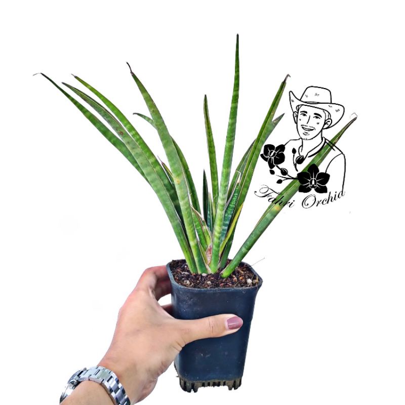 FahriOrchid - Sansivera Fernwood