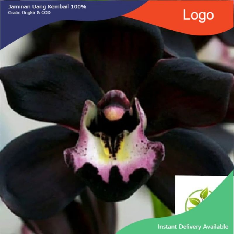 Bibit tanaman hias TanamaHias adenium Kamboja Hitam