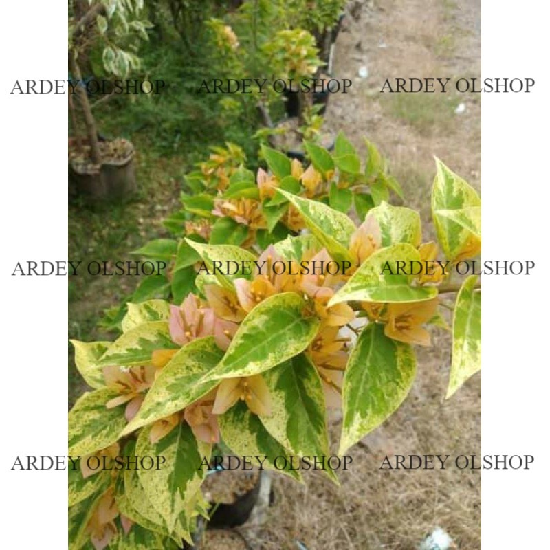 Bougenville Singapur varigata kuning (bibit sambung)