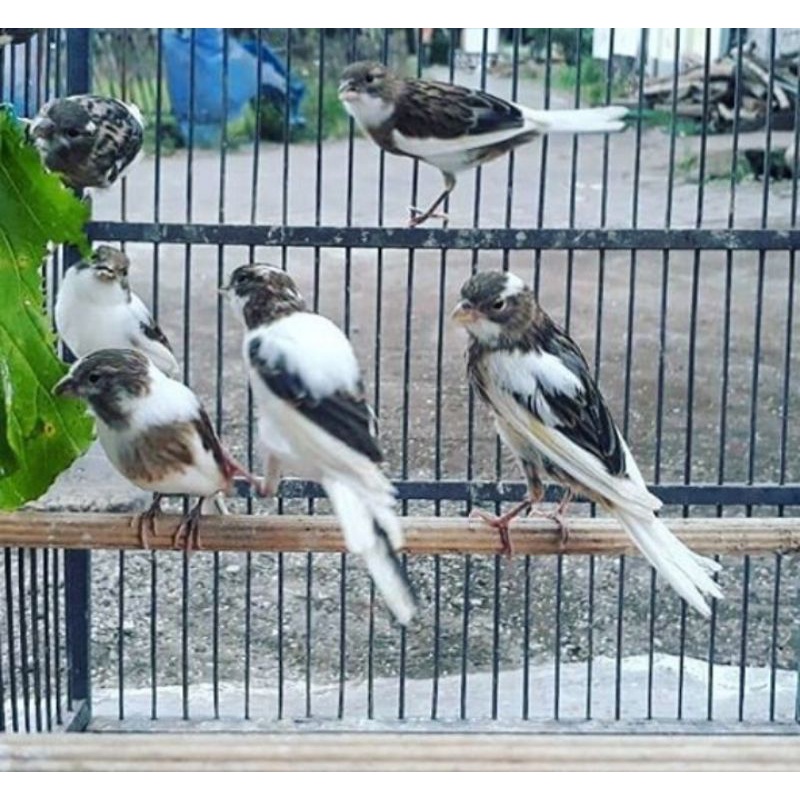 kenari panda pilihan jantan