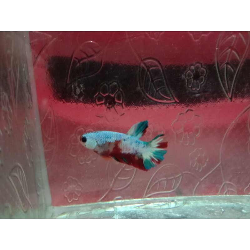 Cupang Koi Galaxy Gold Top Grade🇹🇭