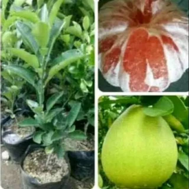 Bibit jeruk bali merah okulasi
