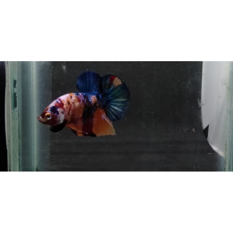 Cupang nemo multicolor galaxy