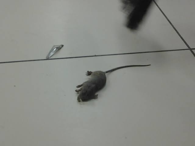 Racun Tikus Ramtus Asli Alami Mati Kering Tidak Bau Pembasmi Pengusir Tikus Super Paling Ampuh 2pack