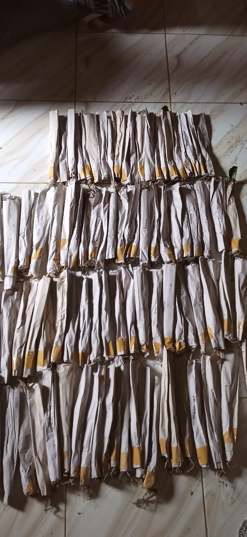 African Violces Bunga Blue Bicollor - Hebat Garden3