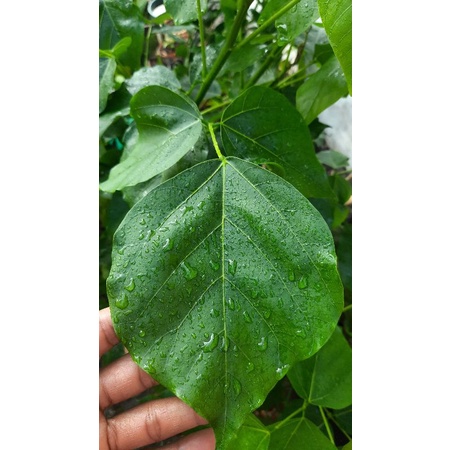 

Daun daglek fresh