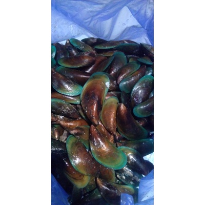 

kerang hijau 1kg khusus pengiriman instan