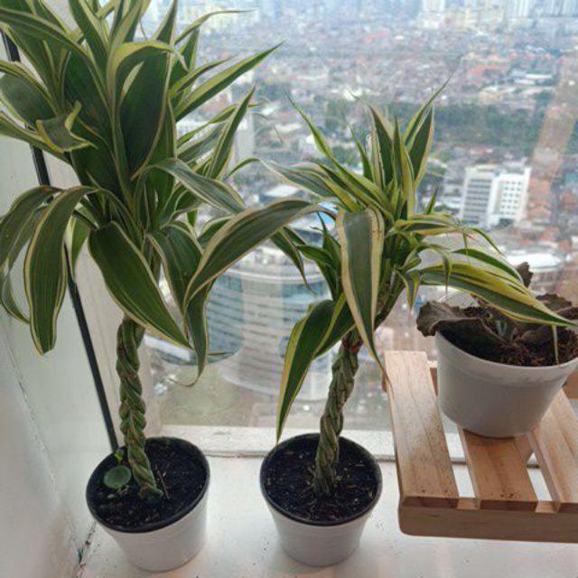 Tanaman Hias Bambu Hoki Variegata Lucky Bamboo