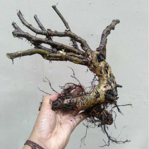BONSAI WARU THAILAND/ BAHAN BONSAI