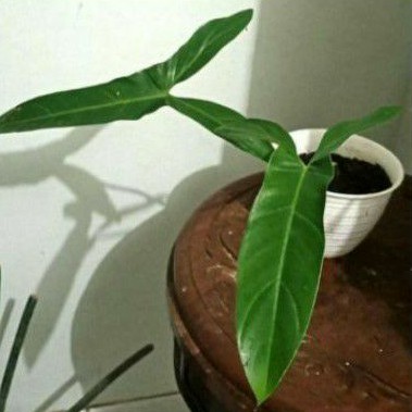 philodendron mexicanum