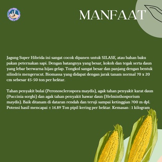 Jual Benih Jagung Hibrida Bisi Kg Bibit Jagung Biji Jagung