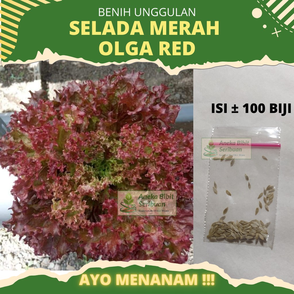 100 Biji - Benih Selada Keriting Merah Olga Red Lettuce - Bibit Tanaman Sayur Sayuran Seribuan