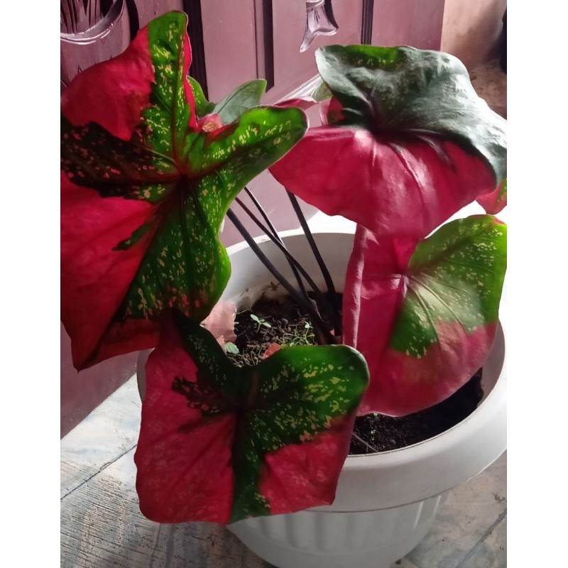 caladium baret