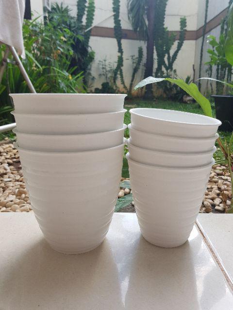 Pot Bunga Tanaman Tawon Putih Tinggi (pirus) 12cm - Mini