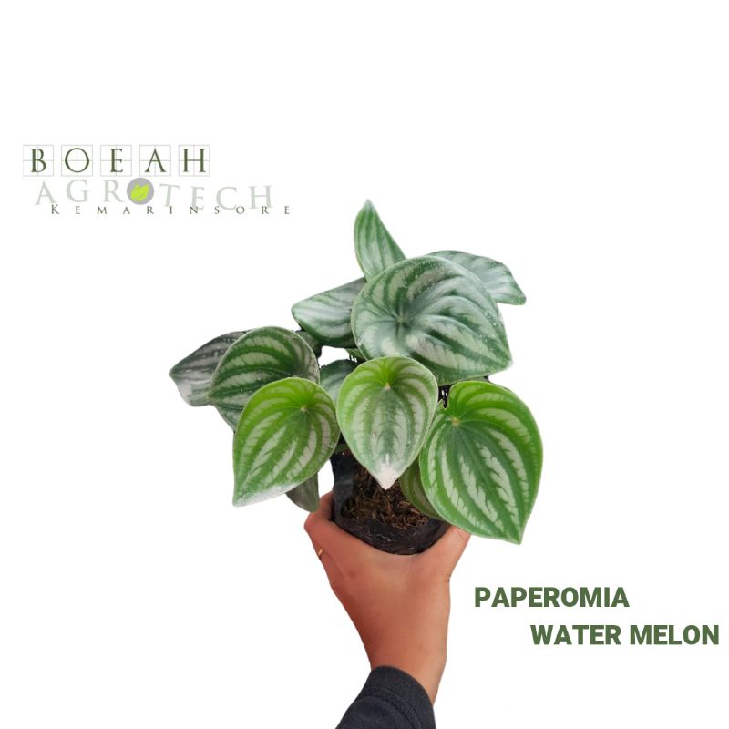 Tanaman Hias Bunga Peperomia Watermelon / Paperomia Watermelon