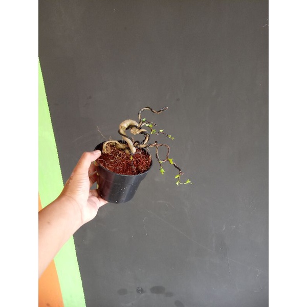 bonsai anting putri mame