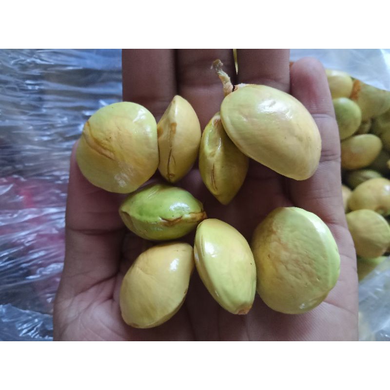 

buah jengkol muda 1/4 kg 10.000