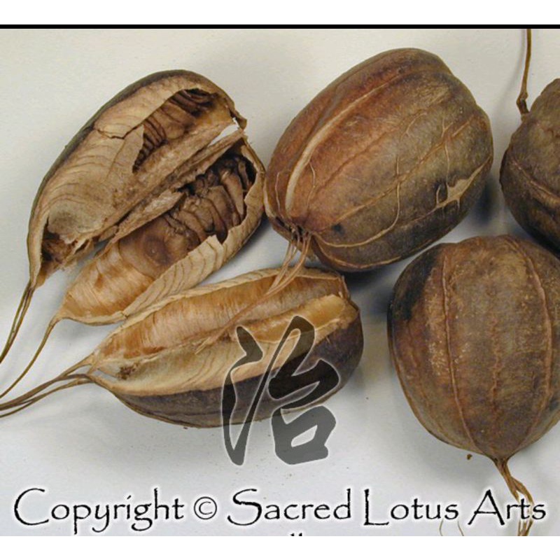 

300 G GR GRAM MA DOU LING 马兜铃 BIRTHWORT FRUIT ARISTOLOCHIA FRUIT FRUITS