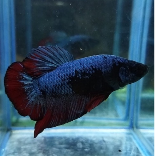 IKAN CUPANG GIANT BO 4,5 CM LINE AVATAR GORDON/ SAMURAI 100% REALPICT (KODE AH8)