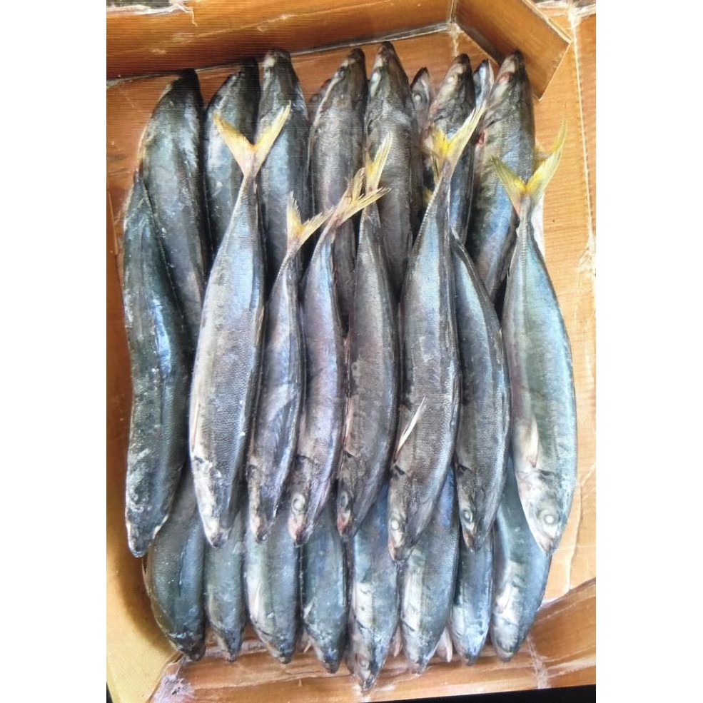 

Ikan layang jumbo beku