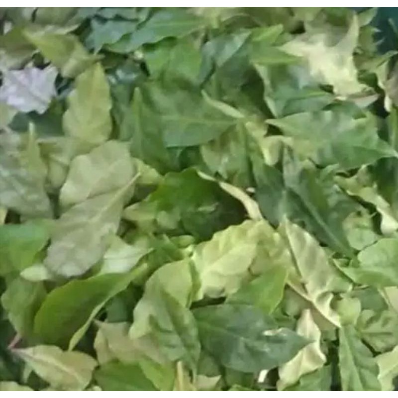 

Daun Bilah Tujuh Jarum Segar 100gr