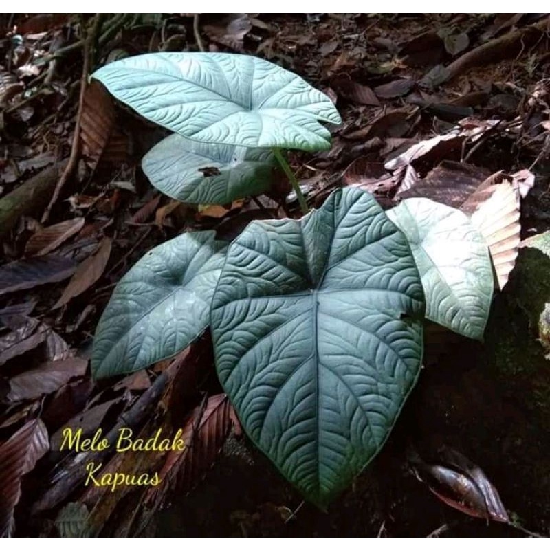 bonggol alocasia chaii / melo badak kapuas