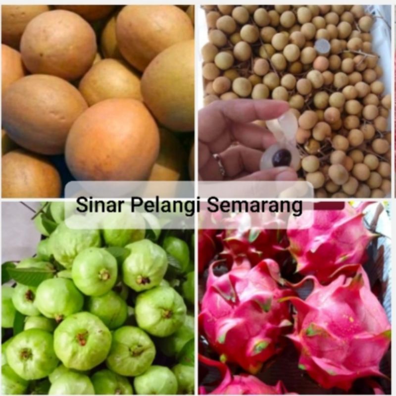 

JAMBU CRYSTAL , SAWO MADU , KELENGKENG BANGKOK, BUAH NAGA, BUAH MATOA 1KG - Khusus Area Semarang