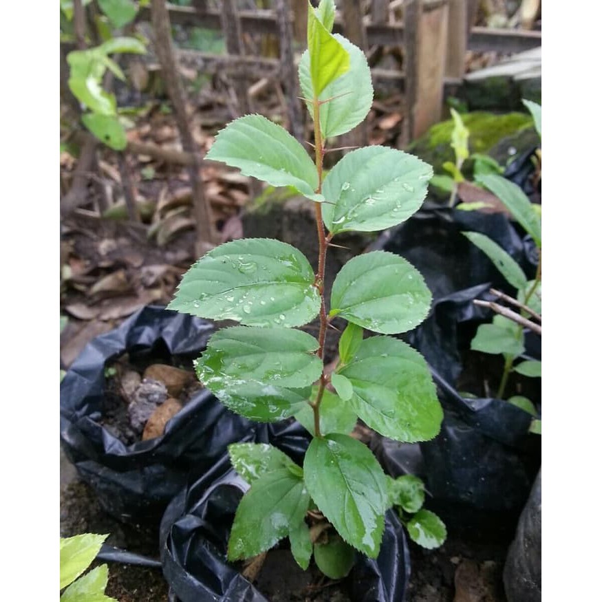 Bibit Tanaman Daun Bidara ( Ziziphus mauritiana) tanaman BERGARANSI