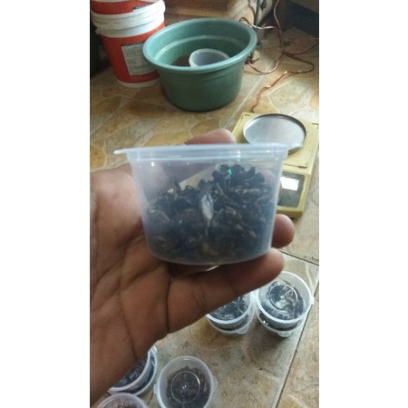 pakan pelet ikan channa jangkrik kering