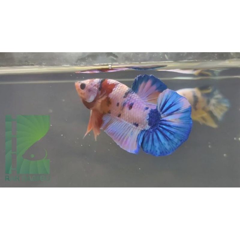 ikan cupang koi masking galaxy multicolour