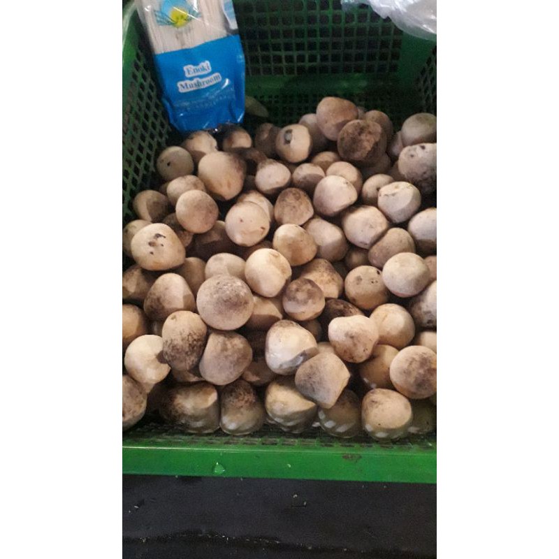 

JAMUR KANCING SUPER 500GRM