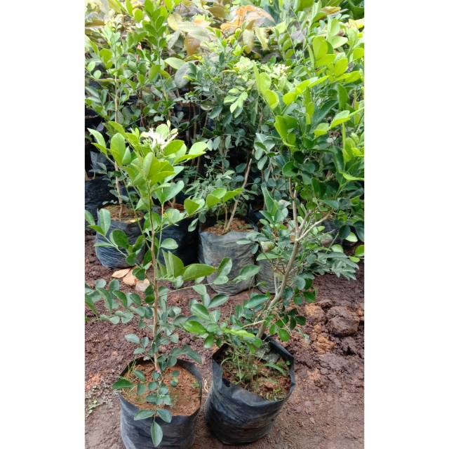 Bibit Kemuning Jepang