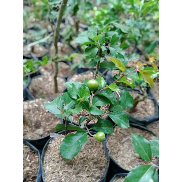 Bibit Buah Cherry Jepang Asli Sudah Berbuga/Berbuah  Bibit Genjah bisa Tambulapot