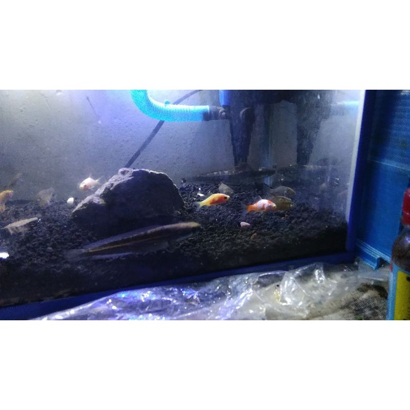 channa maru ys red eye