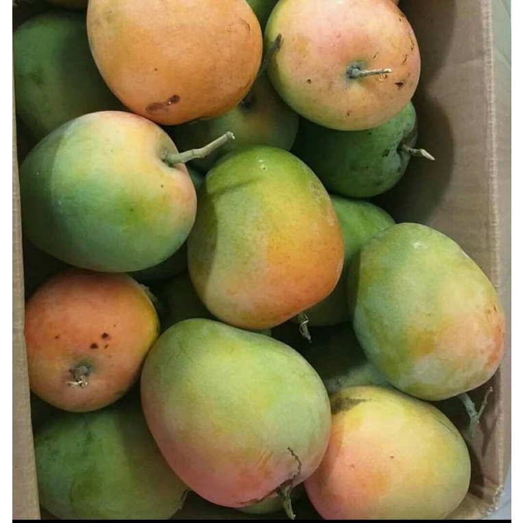 

mangga gedong /1 kg