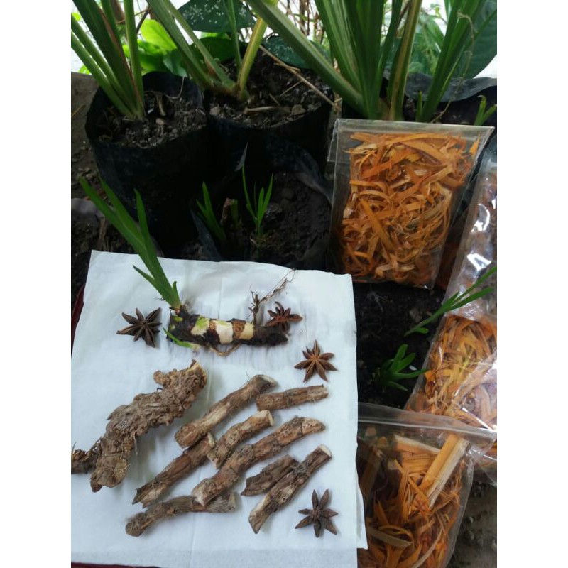 Akar Dringu Dlingo Dlingu Jeringau Kariangu Dzarirah Dzariroh