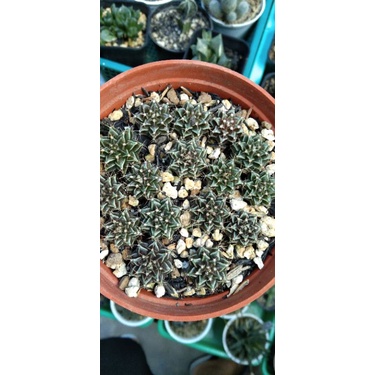 gymno hybrid dari biji (seedling)