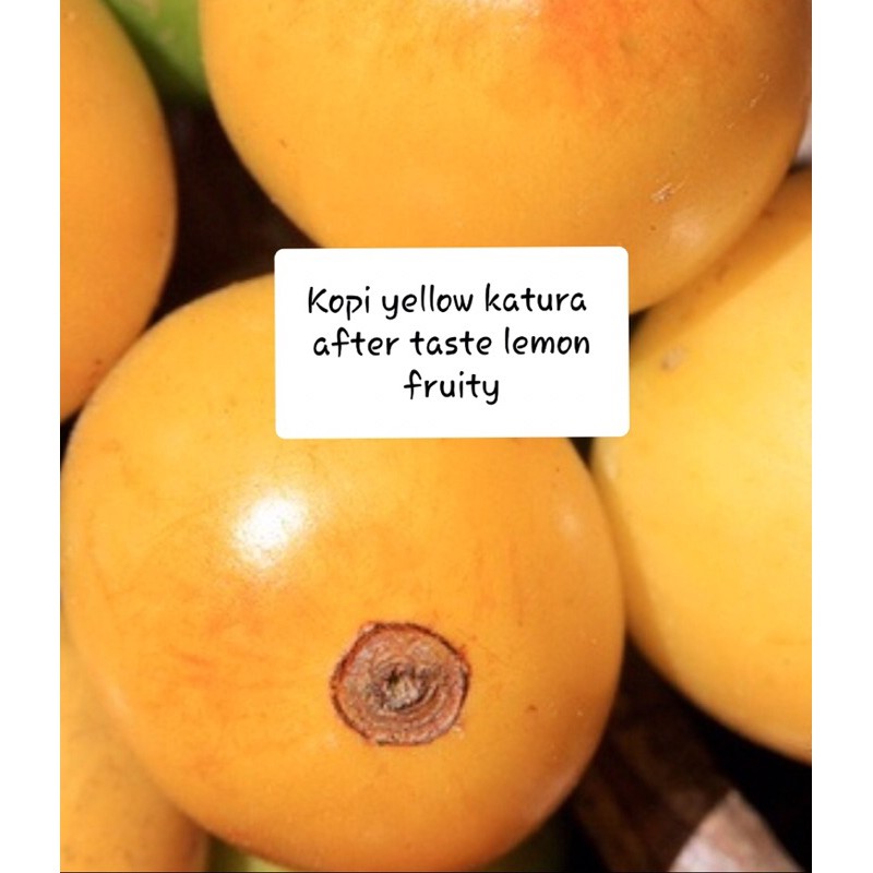 

KOPI YELLOW CATURA(Arabika) Biji/Bubuk 1kg