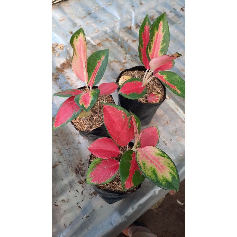 AGLONEMA RED MAJESTY