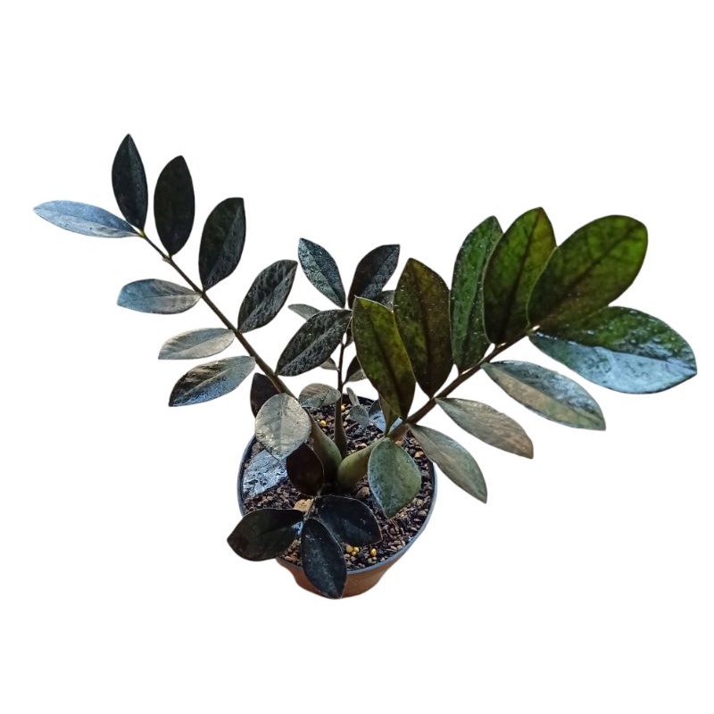 Tanaman Zamioculcas Zamia ZZ Raven Black