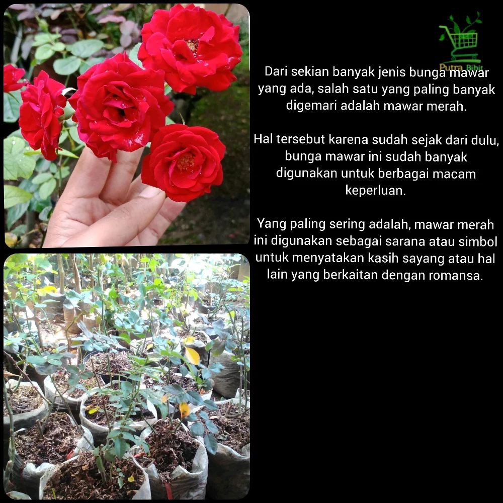 Mewarnai Bunga Kemuning Kumpulan Gambar Menarik