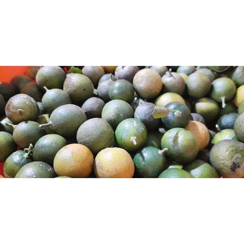 

Buah Jeruk Kip / Kunci / Kasturi / Lemon Cui