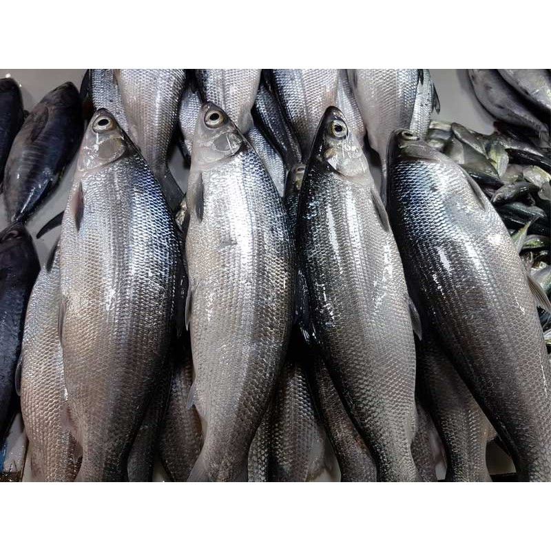 

ikan Bandeng Fresh Papapangan - 500 gram
