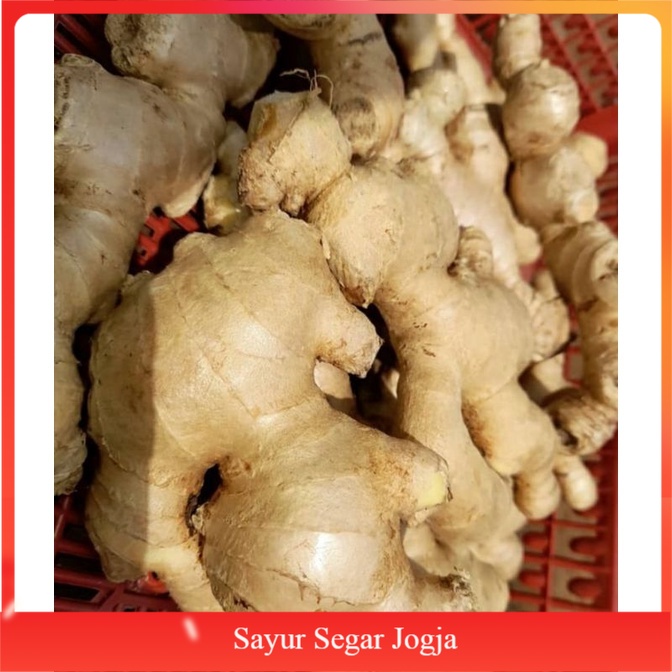 

Jahe 1kg fres Segar Tua(COD)