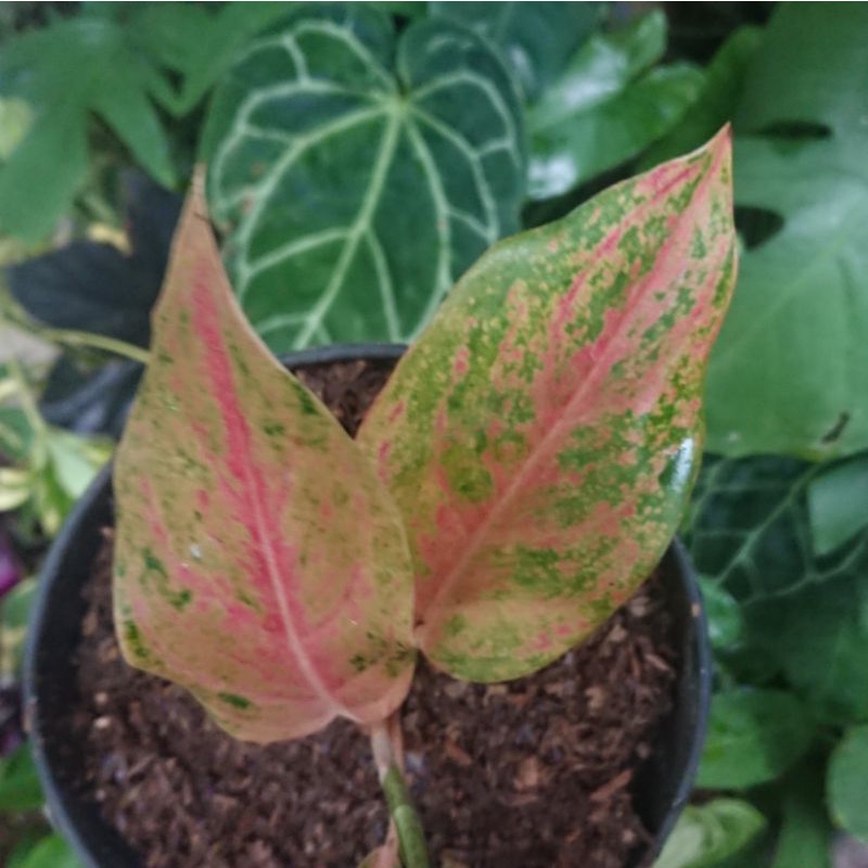 Bibit Aglaonema Margaret