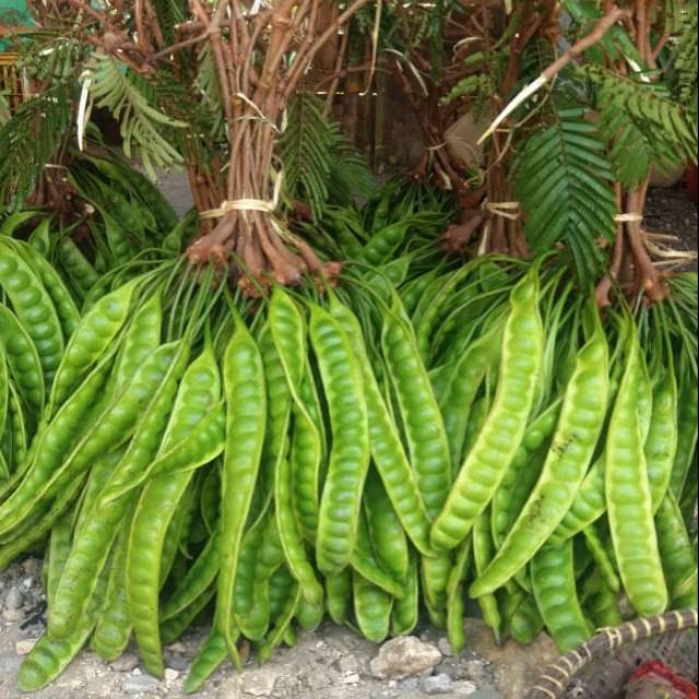 

Pete Padi PerPapan Fresh Best Seller